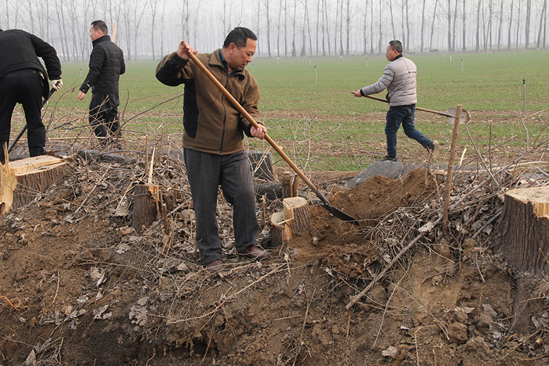 博農(nóng)集團領(lǐng)導、基層黨政負責人等同志積極參加植樹活動
